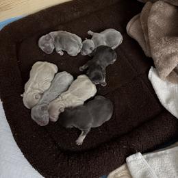 French Bulldog Puppies from Brittany White