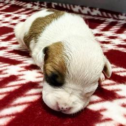 Vivien - Red female American Staffordshire Terrier puppy in Clintwood, Virginia from SkyBlue Kennel