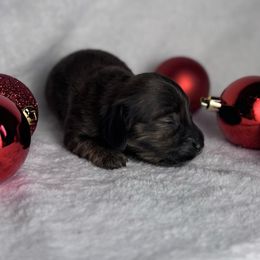 Donner - Brindle male Dachshund puppy in Kingman, Arizona from Diddle Bros Dachshunds