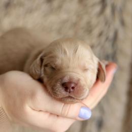 Green - Caramel male Australian Labradoodle puppy in Williamstown, New York from Lewis Manor Labradoodles