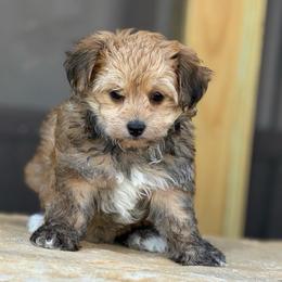 Paisley - Silver beige female Maltipoo puppy in Lancaster, South Carolina from 3 Bs Havanese-PUPPIES with  PURPOSE