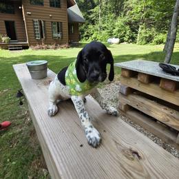 German Shorthaired Pointer Puppies from Bee Stepien