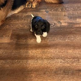 Otis - Ready to Go - Piebald male Dachshund puppy in Tennessee from Garage Door Kennels