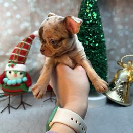 Chihuahua Puppies from Fiddlefigg Chihuahuas