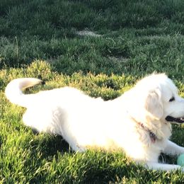 Golden Retriever Puppies from Snow Walker Goldens