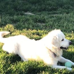 Golden Retriever Puppies from Snow Walker Goldens