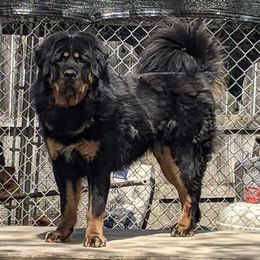 Tibetan Mastiffs from Obsidian Giant Tibetan Mastiffs