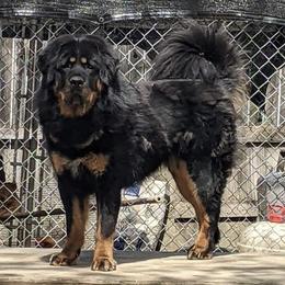 Tibetan Mastiffs from Obsidian Giant Tibetan Mastiffs