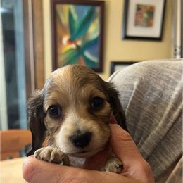 Dachshund Puppies from Lake County Cream Dachshund