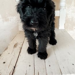 Terk - Goldendoodle puppy from Nolie Doodles