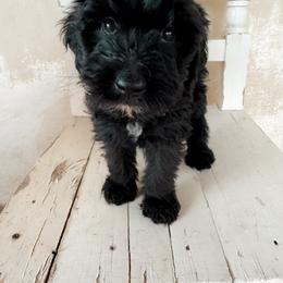 Terk - Goldendoodle puppy from Nolie Doodles