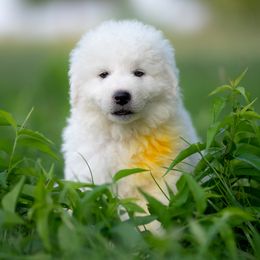Falco - White male Maremma Sheepdog puppy in Conway, Missouri from 2J 2K Border Collies | Maremma Sheepdogs