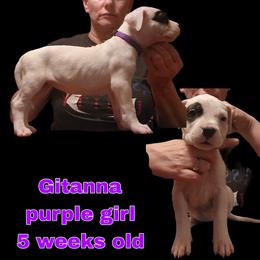 Girl 1 -purple girl - White female Dogo Argentino puppy in Blythe, California from Dogos del Gran Reino