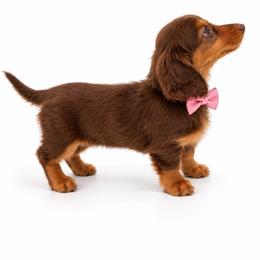 Emerald - Chocolate and tan female Dachshund puppy in Illinois from William Rotsaert