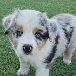 Miniature Australian Shepherd Puppies from TK Kennels
