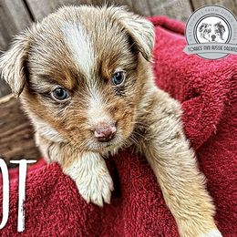 Spot - Red merle Miniature Australian Shepherd puppy in Riverbank, California from Torres Mini Aussie Dreamz
