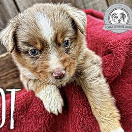 Spot - Red merle Miniature Australian Shepherd puppy in Riverbank, California from Torres Mini Aussie Dreamz