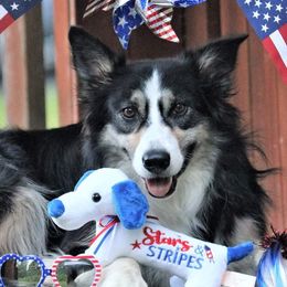 Border Collies from Eastwillow Border Collies
