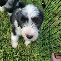 Bearded Collie Puppies from Lone Star Bearded Collies