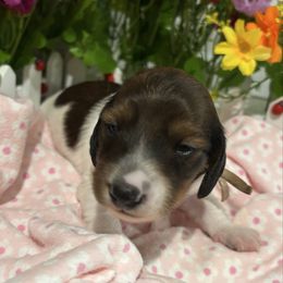 Girl 1 - Piebald female Dachshund puppy in Belfair, Washington from Devoted Doxies, Lorraine’s Yorkies