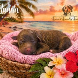 Luana - Red female Aussiedoodle puppy in Roebuck, South Carolina from Dani's Dandy Doodles