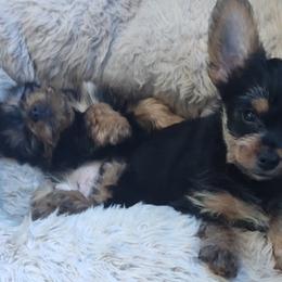 Yorkshire Terriers from Yorkie Ville Kennel