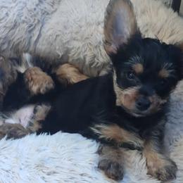 Yorkshire Terriers from Yorkie Ville Kennel