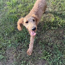 Kiley - Cream female Goldendoodle puppy in Rogers, Ohio from Golden Heart Doodles