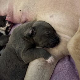 Great Dane Puppies from Laxton Danes