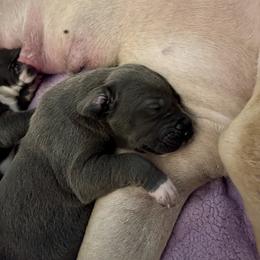 Great Dane Puppies from Laxton Danes