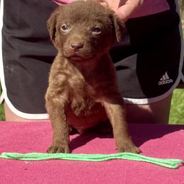 Light green Boy - Brown male Chesapeake Bay Retriever puppy in Houston, Texas from Monarch Chesapeakes