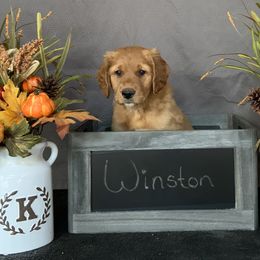 Golden Retriever Puppies from KP Golden Retrievers
