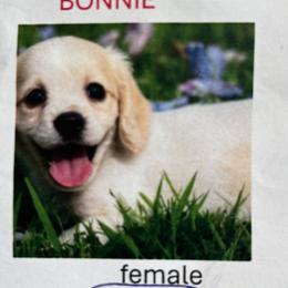 Bonnie - Cream female Dachshund puppy in Watertown, Massachusetts from Jae’s Puppy House
