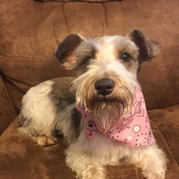 Lulu - Miniature Schnauzer