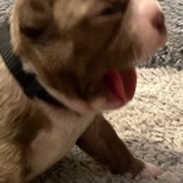 Boston Terriers from KCMO Boston Terriers