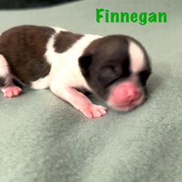 Finnegan - Brindle and white male Shih Tzu puppy in Vernon, New Jersey from Calta’s Cute Shih Tzu