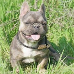 NUI NUI - French Bulldog