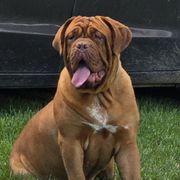 Nadia - Dogue de Bordeaux