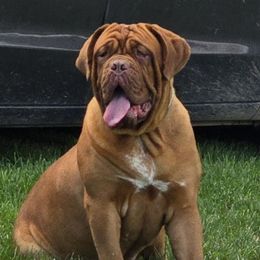 Nadia - Dogue de Bordeaux
