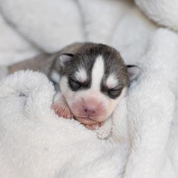 Siberian Husky Puppies from North River Siberians