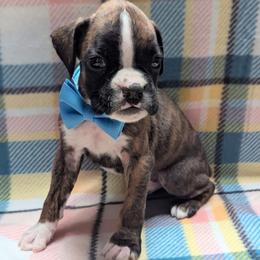 Zazu - Brindle male Boxer puppy in Mountain Home, Idaho from LJK Boxers & Toy Aussies
