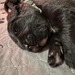 Boy 3 - AKC Registered Light Blue - Black male Newfoundland puppy in Marshall, Missouri from Majestic Gentle Giants