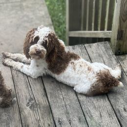 Ruby Lou - Cockapoo