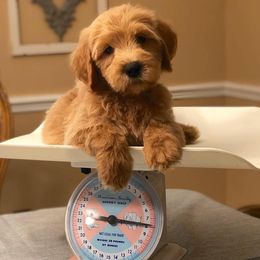 "English Goldendoodle Puppy from Moss Creek Goldendoodles" Goldendoodle and Schnoodle Puppies from Moss Creek Goldendoodles