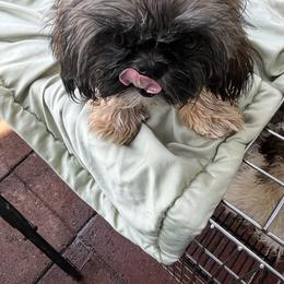 Summer - Gold female Shih Tzu puppy in St. Helena, California from Sattui little Shih Tzu of Napa Valley