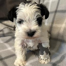 Miniature Schnauzer and Schnoodle Puppies from Behind the Beard Schnauzers