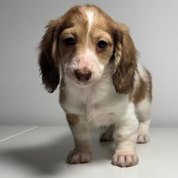 Hermione - Piebald female Dachshund puppy in Alice, Texas from Crimson’s longhair Dachshunds