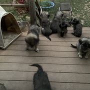 Sarplaninac Puppies from Sarplaninac in the USA