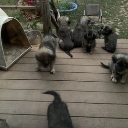Sarplaninac Puppies from Sarplaninac in the USA