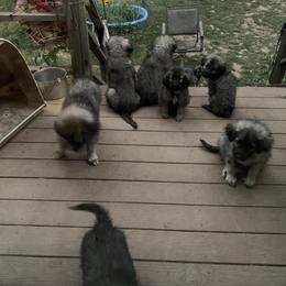 Sarplaninac Puppies from Sarplaninac in the USA